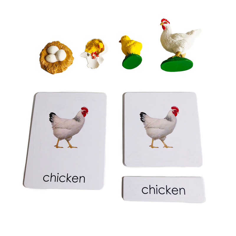 Kids Toys Cycle - Ciclo di vita Animali Carte e