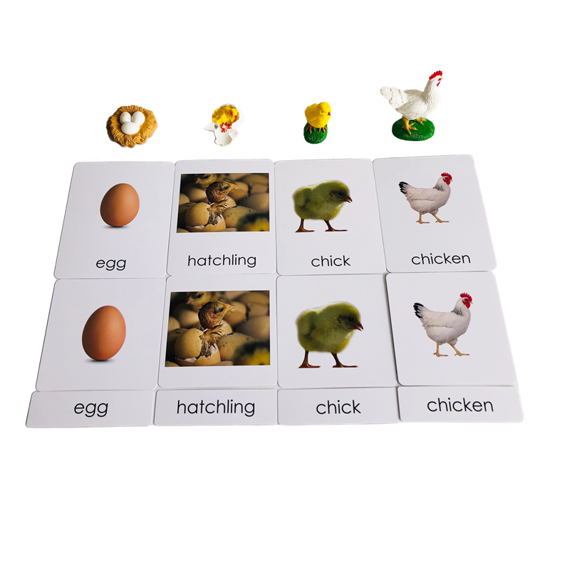 Ciclo di vita Animali Carte e  - Kids Toys Cycle recensione e prezzo