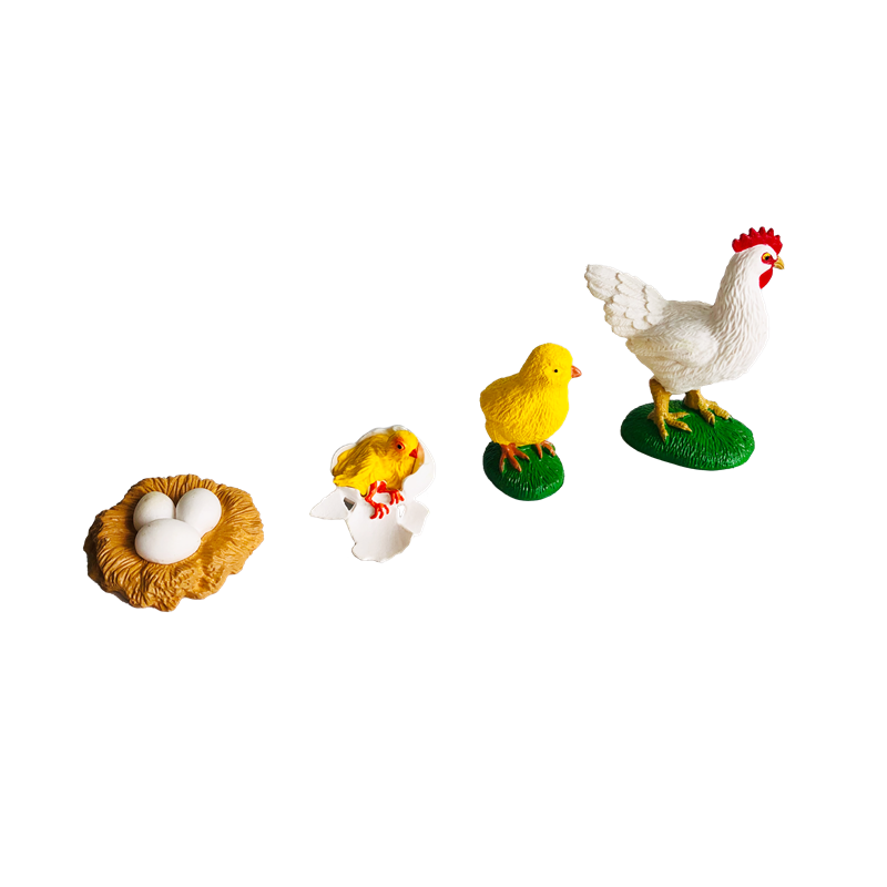 Ciclo di vita Animali Carte e  - Kids Toys Cycle recensione e prezzo