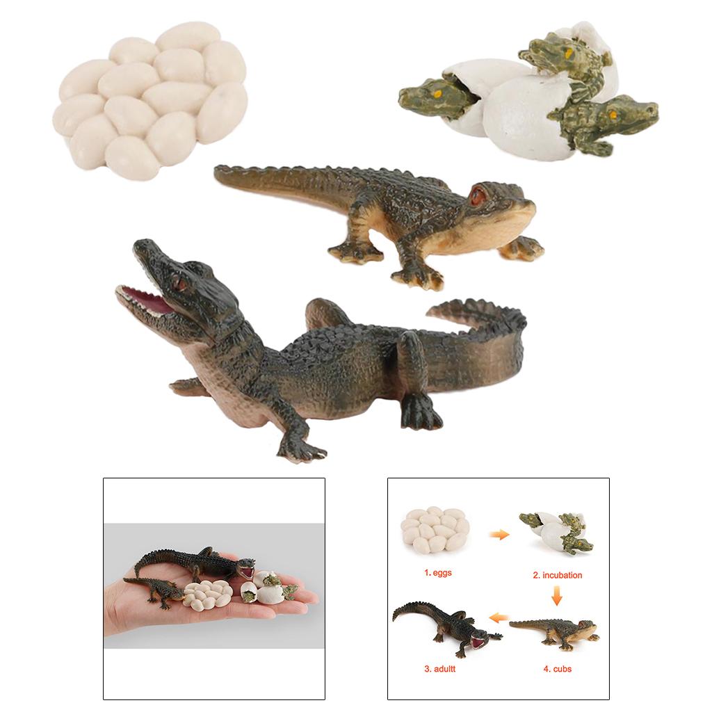 Modello Educativo del Ciclo di - Kids Toys Cycle recensione e prezzo